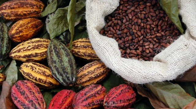Cocoa Diplomacy
