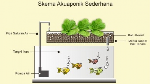 Akuaponik