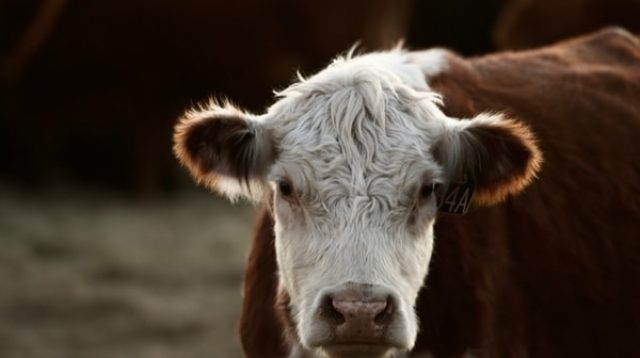 Qurban dengan protokol kesehatan