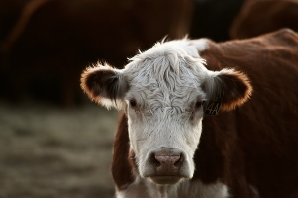 Qurban dengan protokol kesehatan