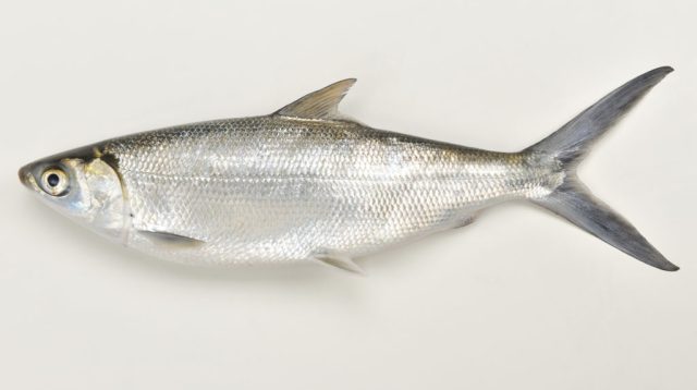 Kandungan Gizi Ikan Bandeng