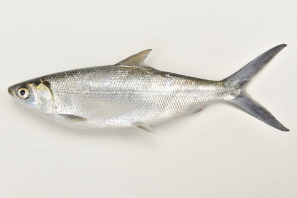 Kandungan Gizi Ikan Bandeng