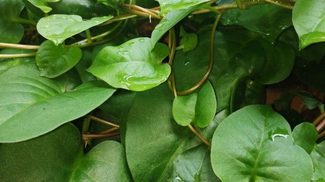 Daun Binahong Obat Maag
