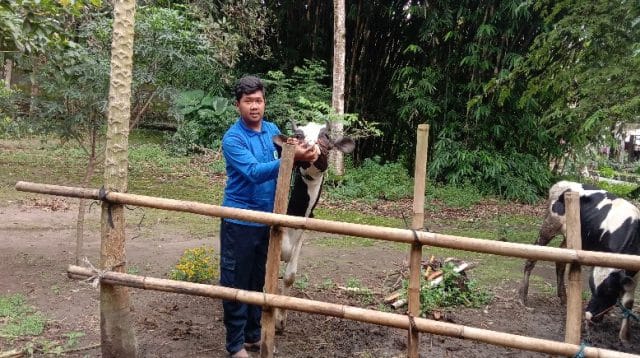 Pemberian Obat Cacing pada Sapi