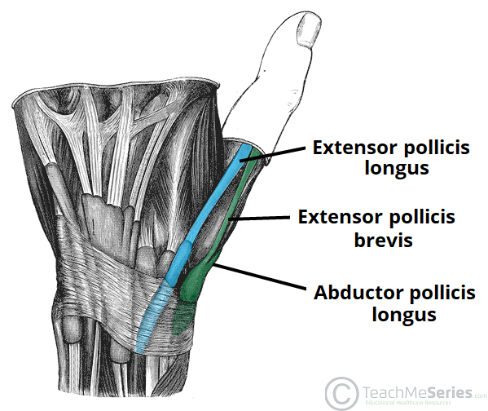 (Sumber Teach Me Anatomy - The Anatomical Snuffbox, 2019)