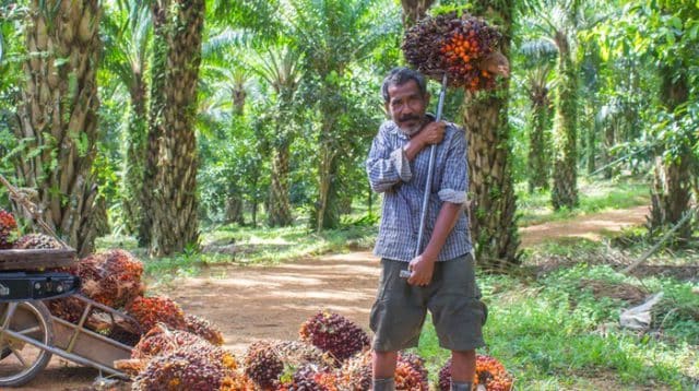 Petani Kelapa Sawit