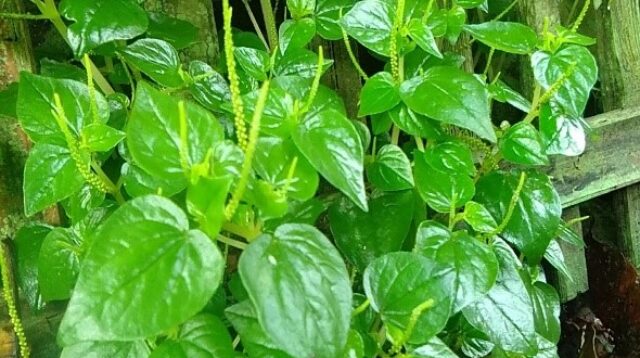 Daun Sirih Cina