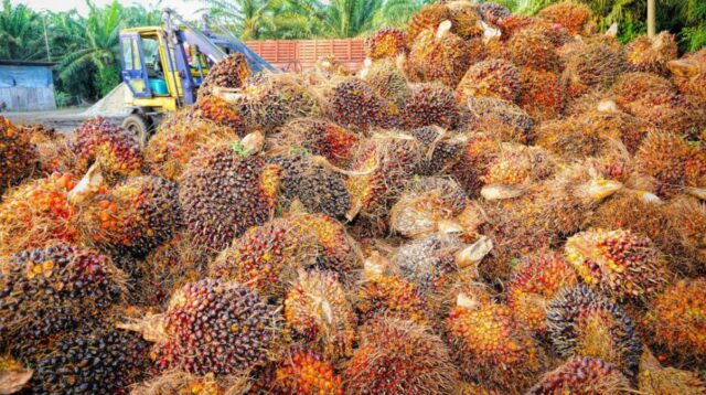Kelangkaan Minyak Goreng