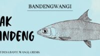 Label kemasan baru otak-otak bandeng “BANDENGWANGI”