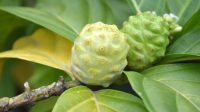 Mengkudu atau pace (Morinda citrifolia L.) adalah salah satu tanaman obat yang akhir-akhir ini telah banyak peminatnya.