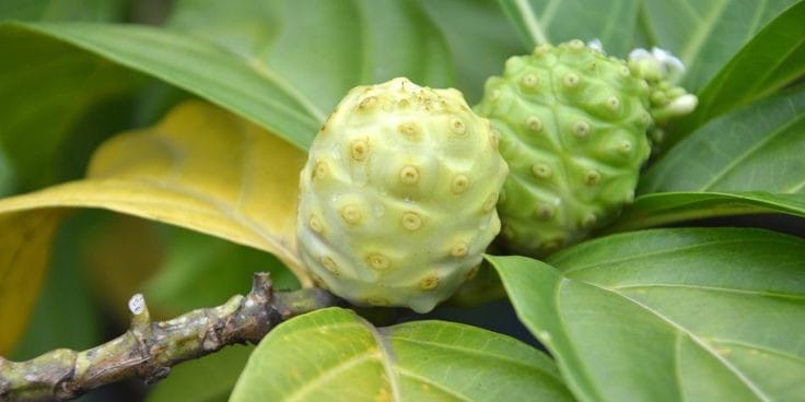Mengkudu atau pace (Morinda citrifolia L.) adalah salah satu tanaman obat yang akhir-akhir ini telah banyak peminatnya.