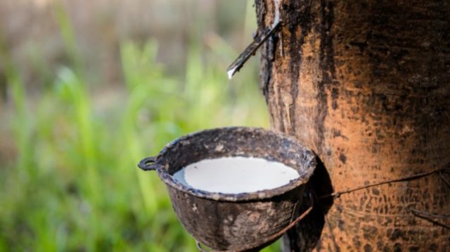 Hasil Hutan Bukan Kayu (HHBK): Getah Karet