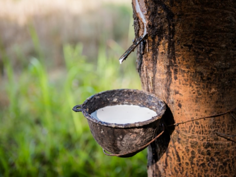 Hasil Hutan Bukan Kayu (HHBK): Getah Karet
