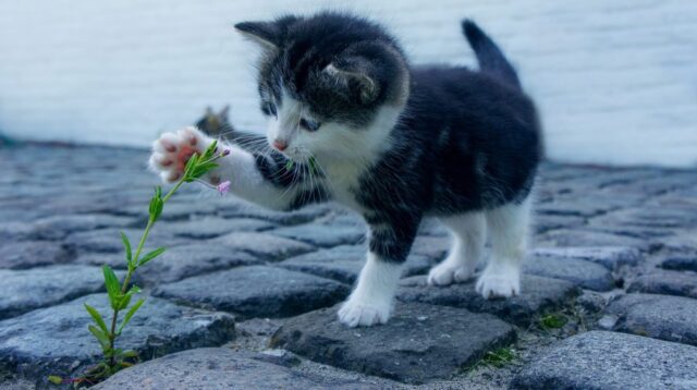 Jenis jenis kucing