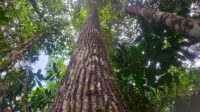 Hopeaacuminata