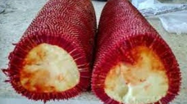 Buah Merah Khas Papua