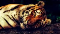 Tren Memelihara Kucing Besar Ilegal di Kuwai