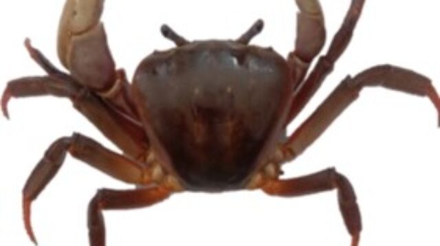 Kepiting