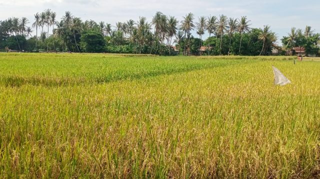 Padi yang Sudah Menguning dan Siap Panen.