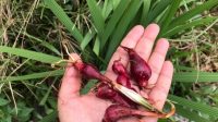 Bawang Dayak (Eleutheine Palmifolia L.)