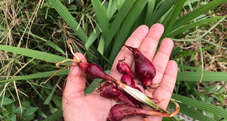 Bawang Dayak (Eleutheine Palmifolia L.)