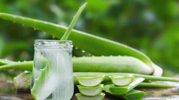 Lidah Buaya (Aloe Vera)