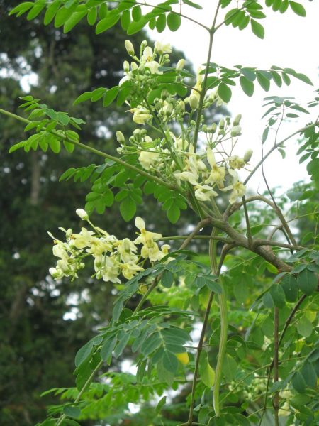 Hipertensi