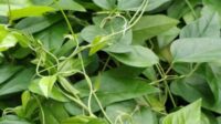 Daun Cincau