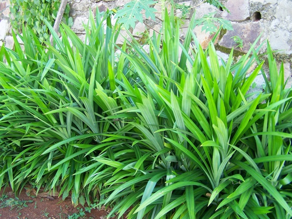 Pandan