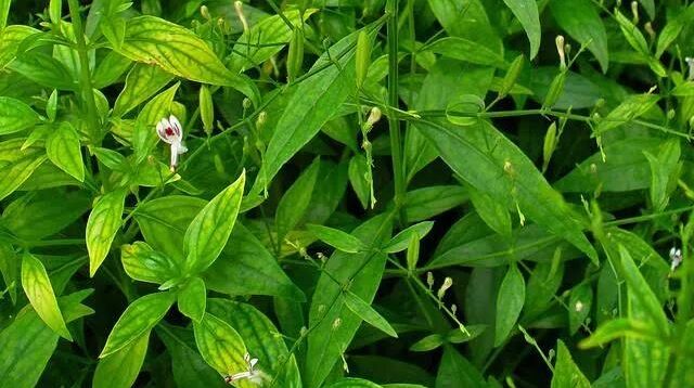 Opini Pengobatan Alami Diabetes
