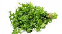 Seledri (Apium Graveolens L.)