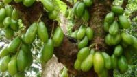 Averrho bilimbi