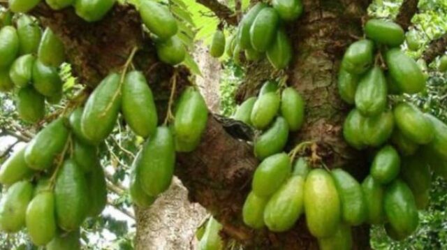 Averrho bilimbi