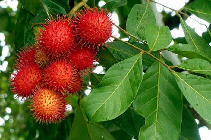 Daun Rambutan