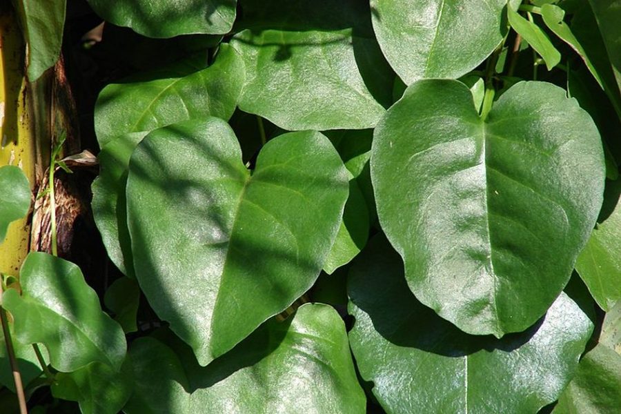 Daun Binahong (Anredera Cordifolia L)