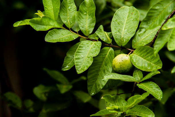 Daun Jambu Biji