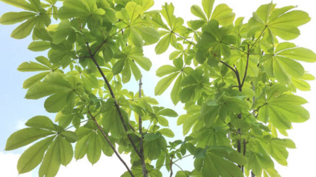 Daun Kapuk Randu