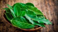 Daun Salam yang Dikenal sebagai Bumbu Masakan Ternyata Memiliki Khasiat Tersembunyi sebagai Penurun Kadar Gula dalam Darah