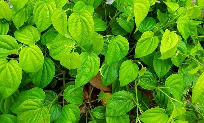 Daun Sirih