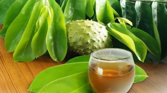 Daun Sirsak