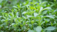 Daun Stevia