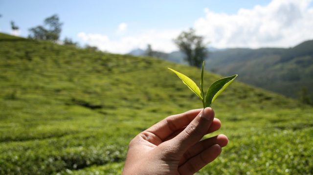 Daun Teh (Camellia Sinensis)