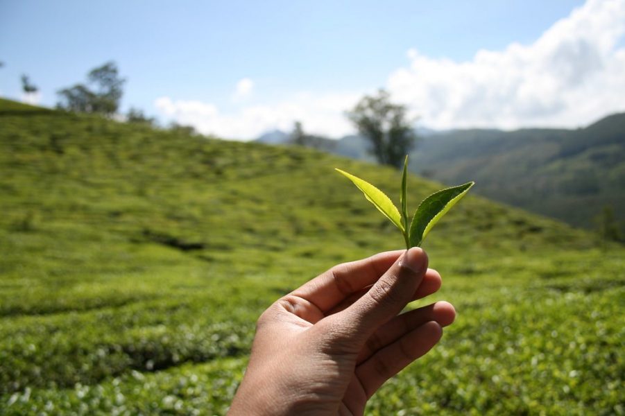 Daun Teh (Camellia Sinensis)