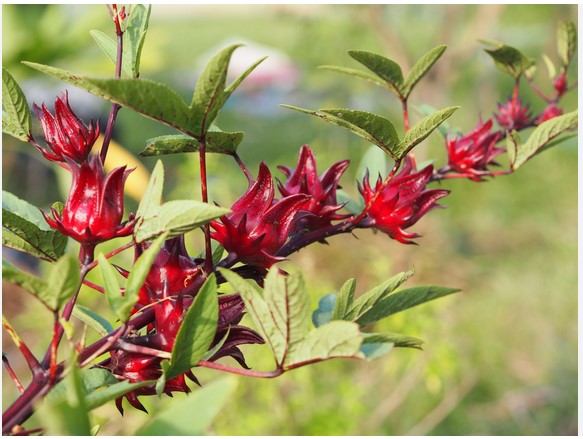 Rosella