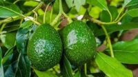 Manfaat Daun Alpukat (Persea Americana L) dalam Mengatasi Kanker Kulit
