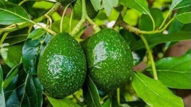 Manfaat Daun Alpukat (Persea Americana L) dalam Mengatasi Kanker Kulit