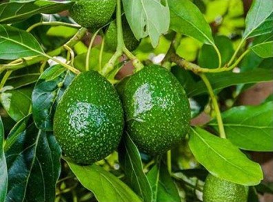 Manfaat Daun Alpukat (Persea Americana L) dalam Mengatasi Kanker Kulit