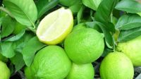 Manfaat Jeruk Nipis (Citrus Aurantifolia) sebagai Obat Meringankan Gejala Batuk