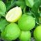 Manfaat Jeruk Nipis (Citrus Aurantifolia) sebagai Obat Meringankan Gejala Batuk