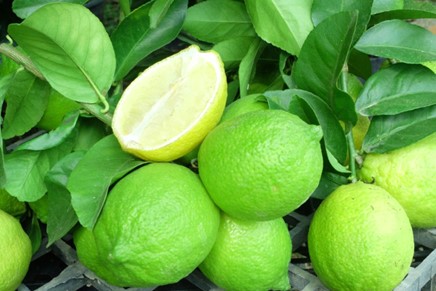 Manfaat Jeruk Nipis (Citrus Aurantifolia) sebagai Obat Meringankan Gejala Batuk